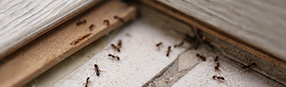 Ants