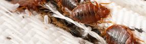 Bed Bugs