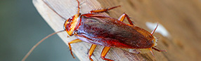 Cockroaches