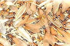 Eco Pest Control offers the Sentricon termite treatment system in Newport News, VA