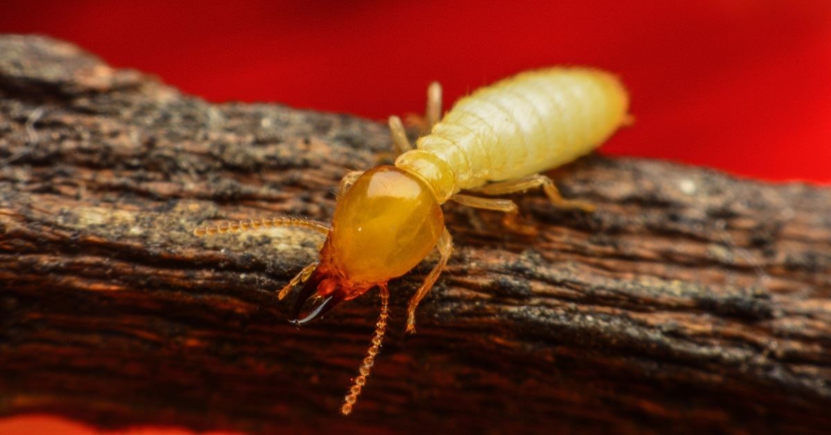 5 Reasons Why You Need a Termite Bond