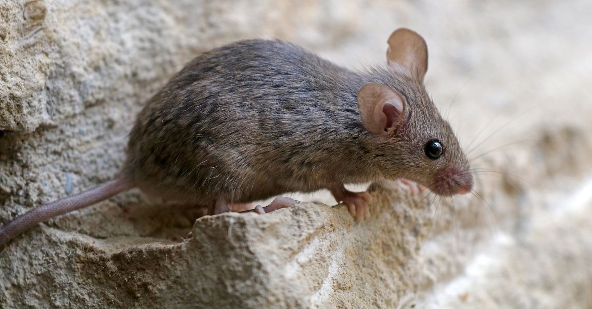 Preparing Your Home for Winter Rodent Infestations in Virginia