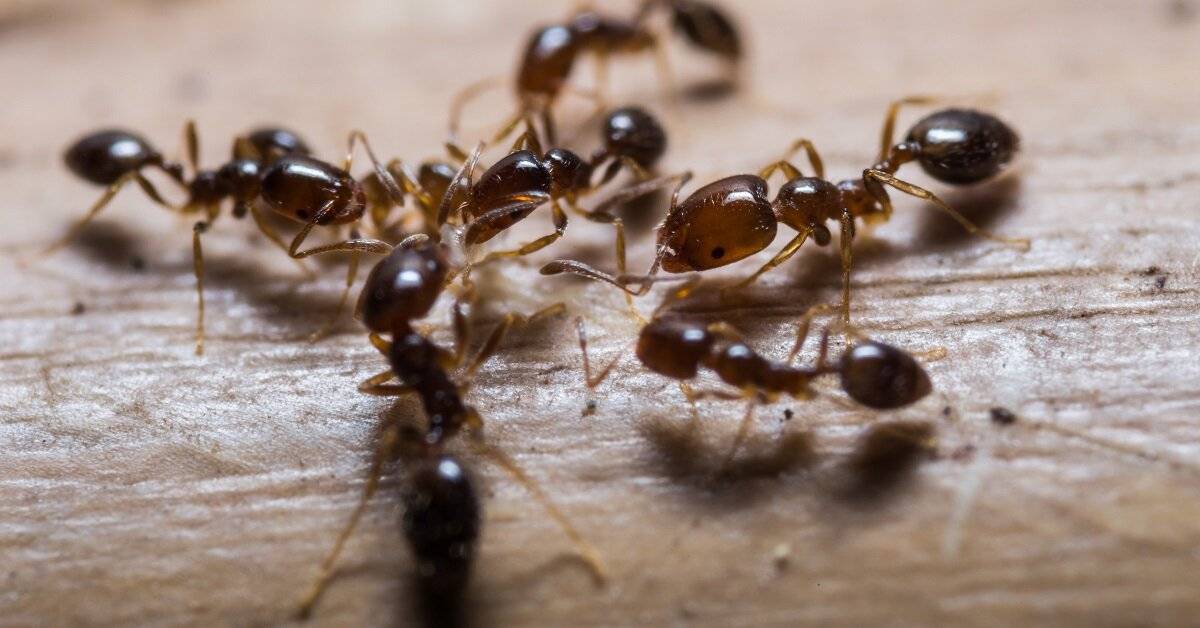 Choosing the Most Effective Ant Killers