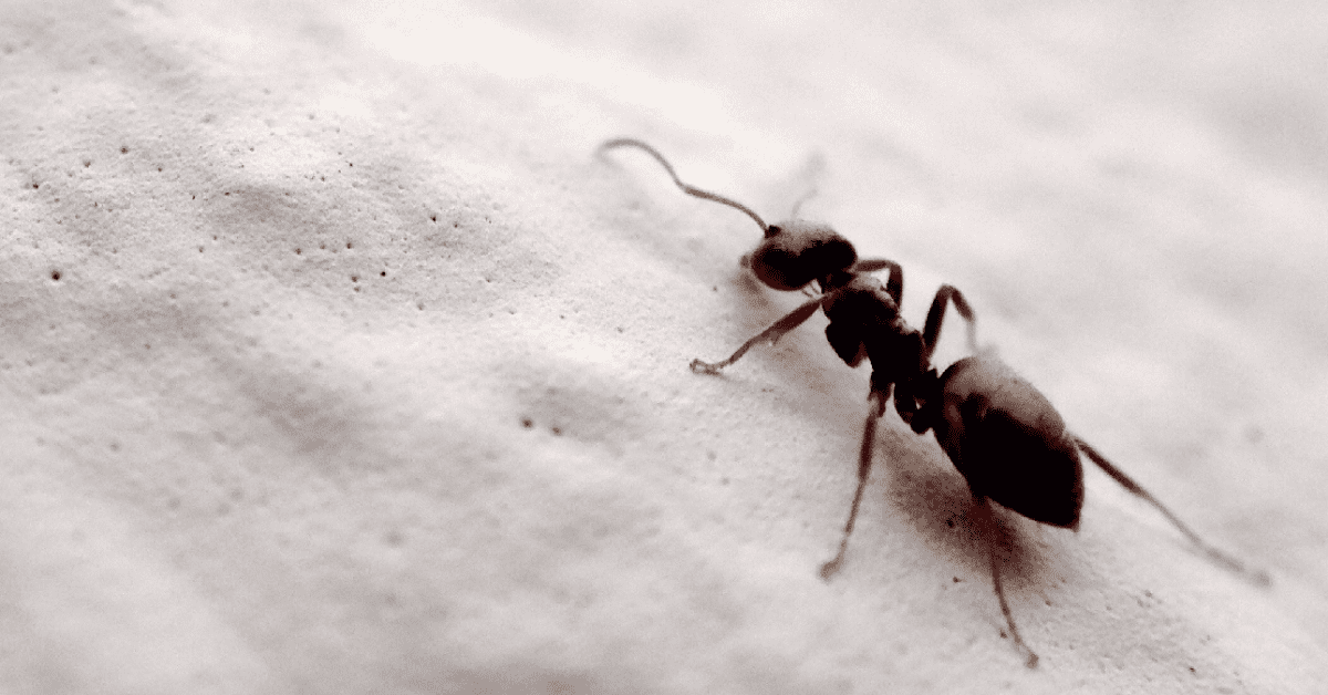 Got Sugar Ants? Here’s What To Do