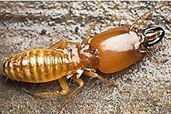 Eco Pest Control offers the Sentricon termite treatment system in Williamsburg, VA