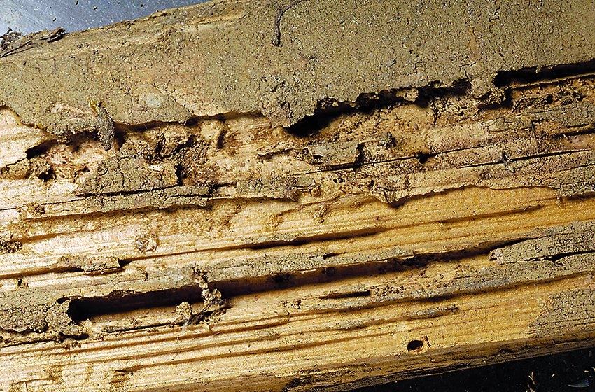 Eco Pest Control is the leading provider of the Sentricon termite treatment system in Richmond, VA
