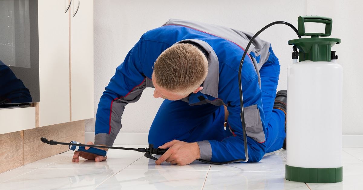 Why Professional Pest Control is Crucial for Your Home