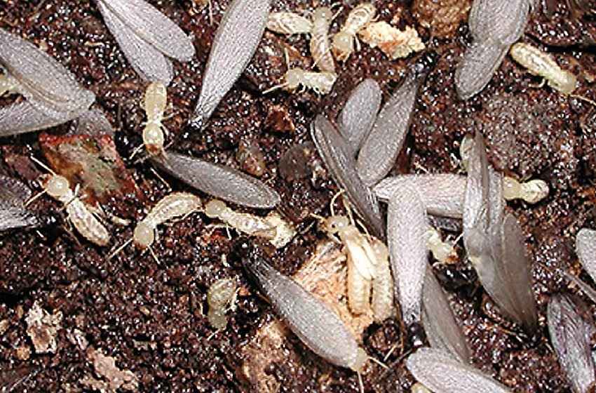 Eco Pest Control is the leading provider of the Sentricon termite treatment system in Williamsburg, VA