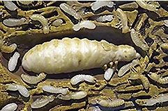 Eco Pest Control offers the Sentricon termite treatment system in Richmond, VA
