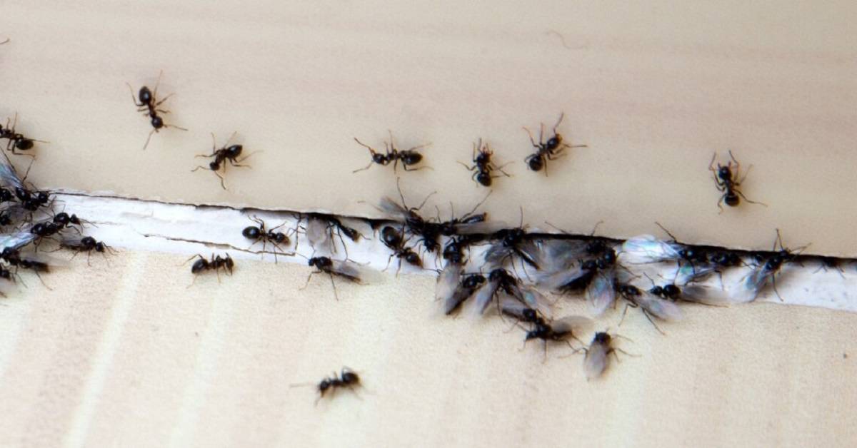 Ant Killer and Control » Richmond, Newport News, Williamsburg » Eco ...