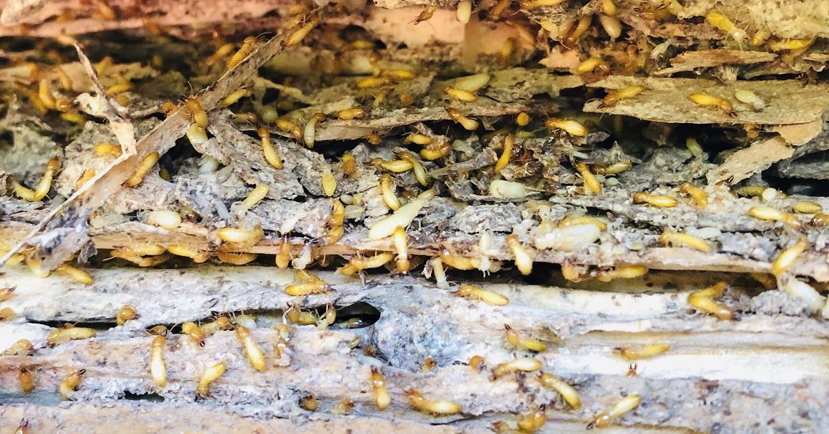 The Magic of the Sentricon Termite System » Eco Pest Control