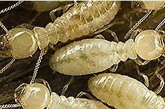 Eco Pest Control is the top provider of the Sentricon termite treatment system in Richmond, VA
