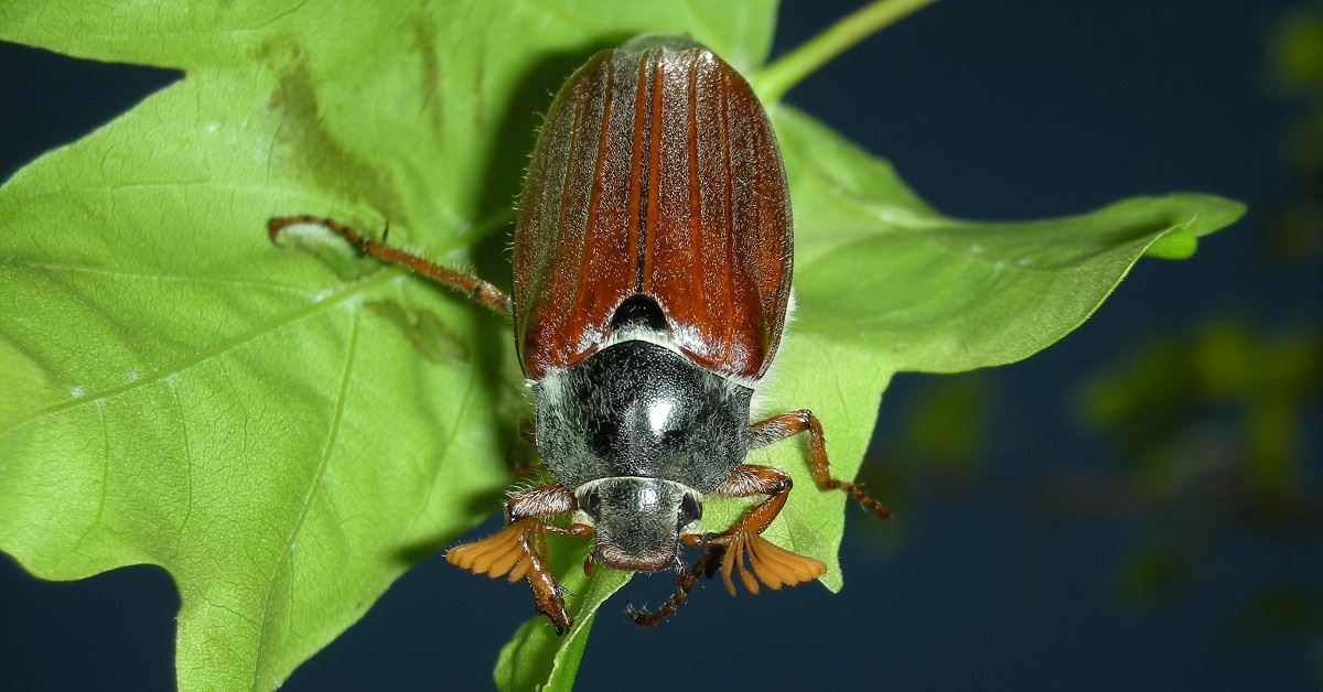 How to Get Rid of June Bugs » Eco Pest Control