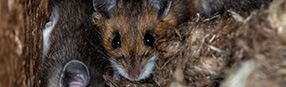 Mice, Rats & Rodents