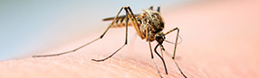 Mosquitoes